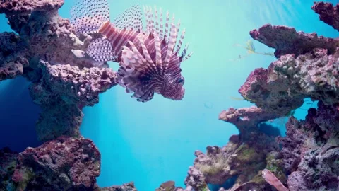 Lionfish, an also called the scorpion fish or Pterois mombasae. Stock Footage 163210180