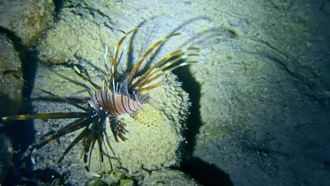 Lionfish and Goatfish Under Dive Light in Deep Scuba Dive at Jackson Reef Red Stock Footage 346584635