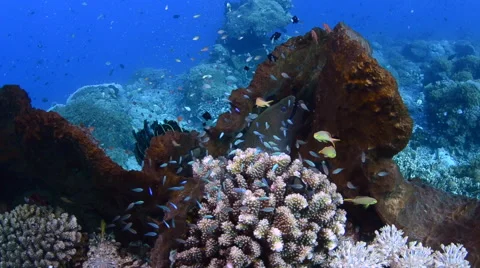 Lionfish and Moral Eel 2 Stock Footage 64300082