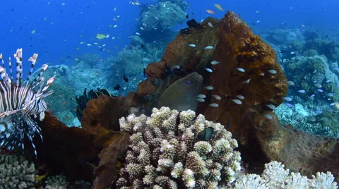 Lionfish and Moral Eel 3 Video stock 64301638