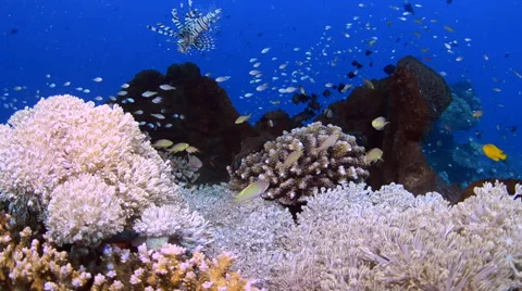 Lionfish and Moral Eel 4 Stock Footage 64303070