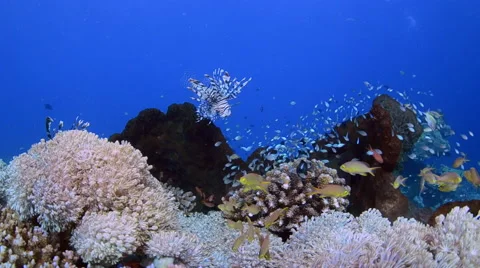 Lionfish and Moral Eel 5 Video stock 64305565