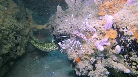 Lionfish and Morey Eel on a Florida Reef 4K Stock Footage 236948429