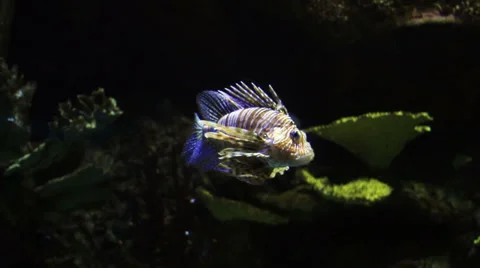 Lionfish at the aquarium Stock Footage 1008657