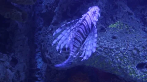 Lionfish aquarium Stock Footage 67485039