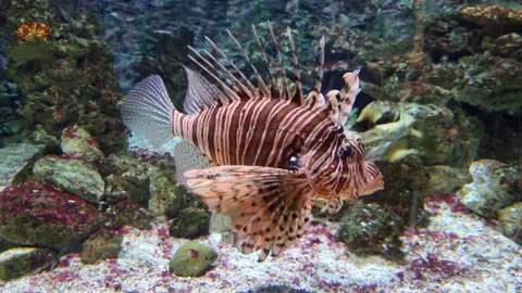 Lionfish In Aquarium Stock Footage 165160539