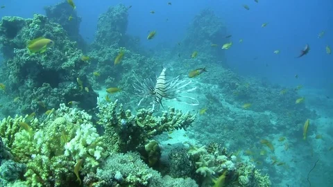 Lionfish with blue background Stock Footage 96706023