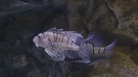 Lionfish close-up in the aquarium Stock Footage 159306983