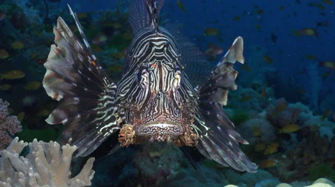 Lionfish close up. face to face - Red Sea Video stock 61132256