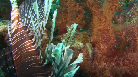 Lionfish close up Stock Footage 128920