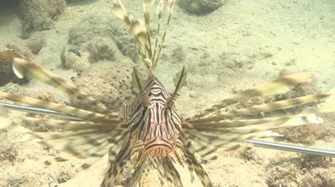 Lionfish close up Stock Footage 10715977