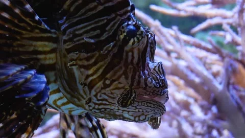 Lionfish- close up Stock Footage 135978761