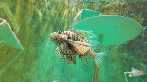 Lionfish Displaying Striped Patterns and Fan-Like Fins at Singapore Oceanarium Stock Footage 347436836