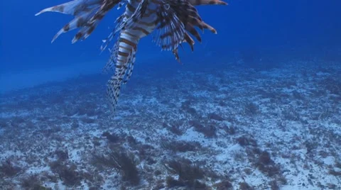 Lionfish drifting Vídeo Stock 7762216