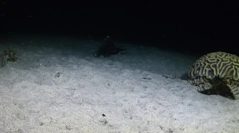 Lionfish Eating  2 Stock Footage 64290291