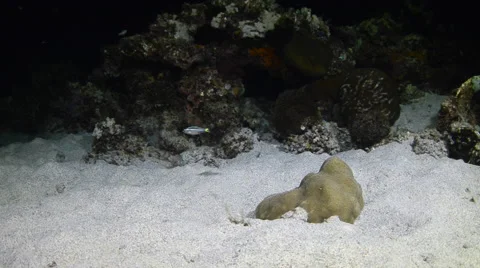 Lionfish Eating  3 Stock Footage 64289698