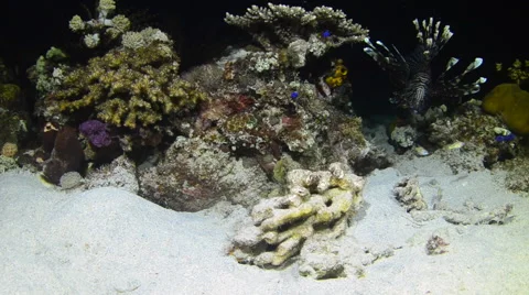 Lionfish Eating  4 Stock Footage 64291442
