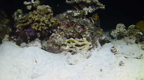 Lionfish Eating  5 Stock Footage 64291897