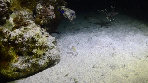 Lionfish Eating  8 Stock Footage 64293147