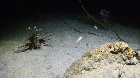 Lionfish Eating  9 Stock Footage 64295012
