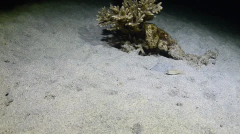 Lionfish Eating Stock Footage 64294383