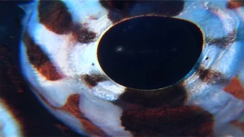 Lionfish Extremly Close Up Of  Eye Stock Footage 300414259