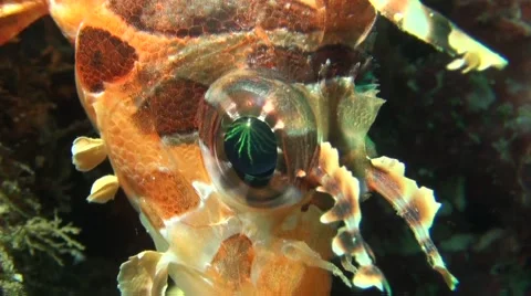 Lionfish Eye Stock Footage 45731644