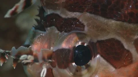 Lionfish Eyes Stock Footage 12223260