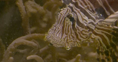 Lionfish face 4k Stock Footage 63748440