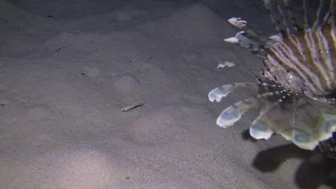 Lionfish feeding on small fish during night dive Video stock 70706413