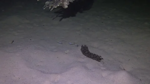 Lionfish feeding on small fish during night dive Video stock 70709639