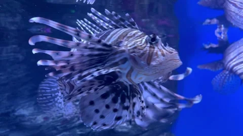 A lionfish fish close-up swims in a large aquarium behind glass. Large scale Stock Footage 279837457