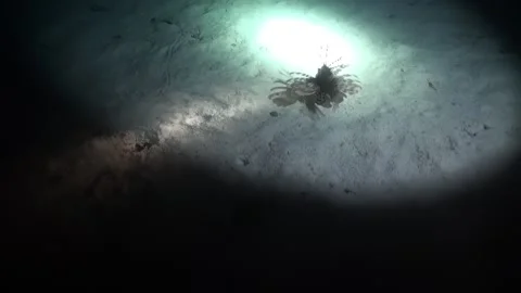 Lionfish fish in light of lanterns during night diving in underwater Red Sea. Stock Footage 260841020