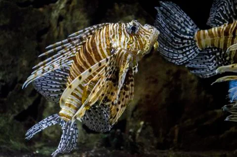 Lionfish Fish Stock Photos