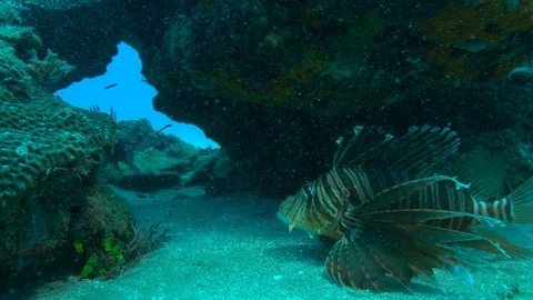 Lionfish floating back and forth Stock Footage 111282972