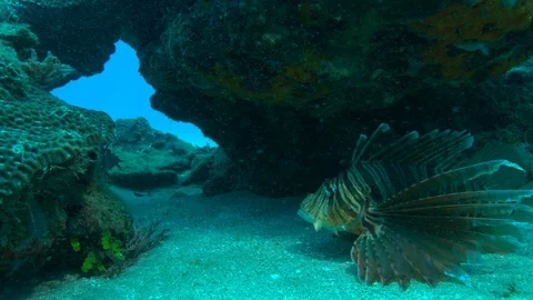 Lionfish floating on sea floor Stock Footage 111281619