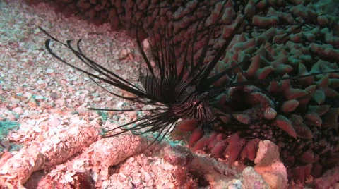 LionFish Stock Footage 160671