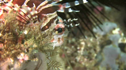 LionFish Stock Footage 277695