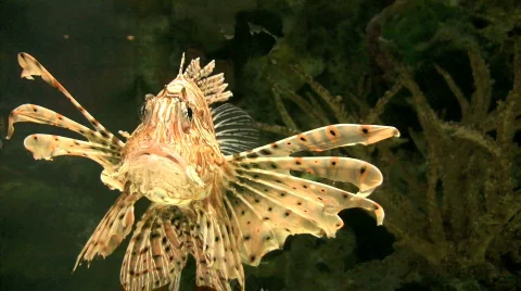 Lionfish  Stock Footage 290662