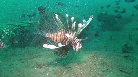 Lionfish Stock Footage 349879