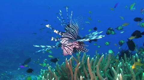 Lionfish Stock Footage 351712