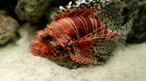 Lionfish Stock Footage 491047