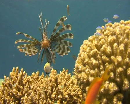 Lionfish Video stock 608302