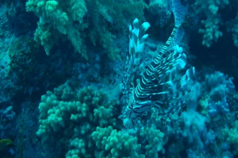 Lionfish Stock Footage 671032