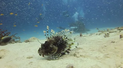Lionfish Video stock 9247292