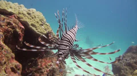 Lionfish Stock Footage 11305649