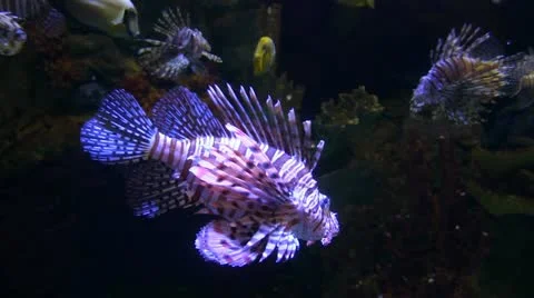Lionfish Stock Footage 16174150
