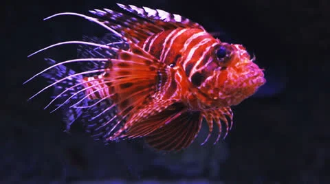 Lionfish Stock Footage 25846342