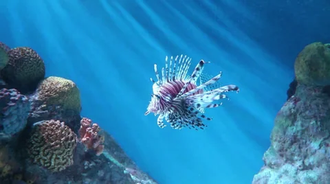 Lionfish Stock Footage 31486958