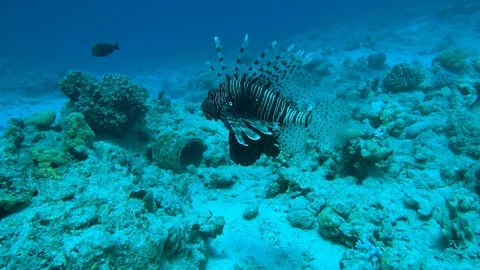Lionfish Stock Footage 95481294